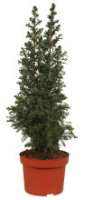 Enebær 'Chamaecyparis Toppoint' 13 cm potte